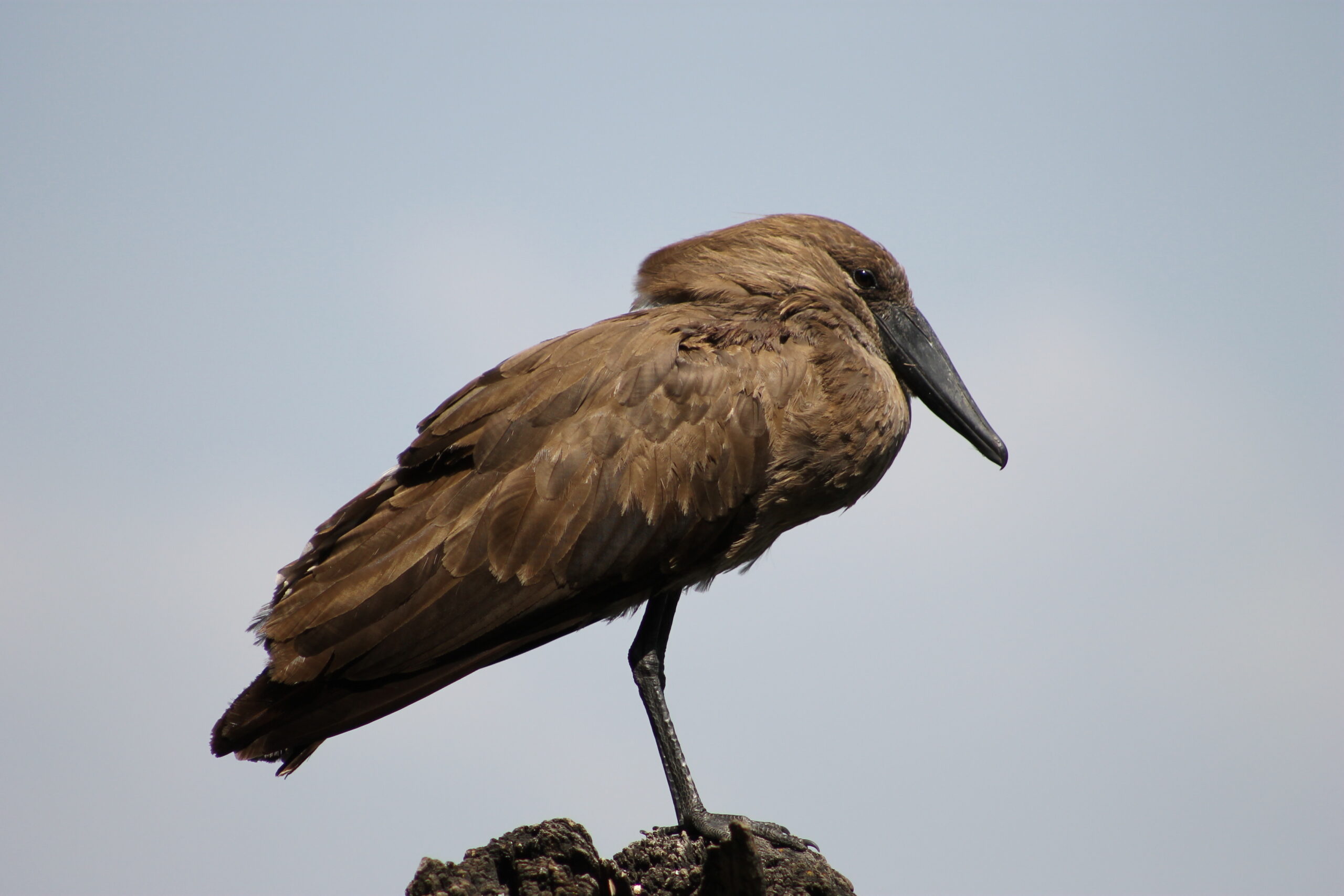 Side view of a Hamerkop