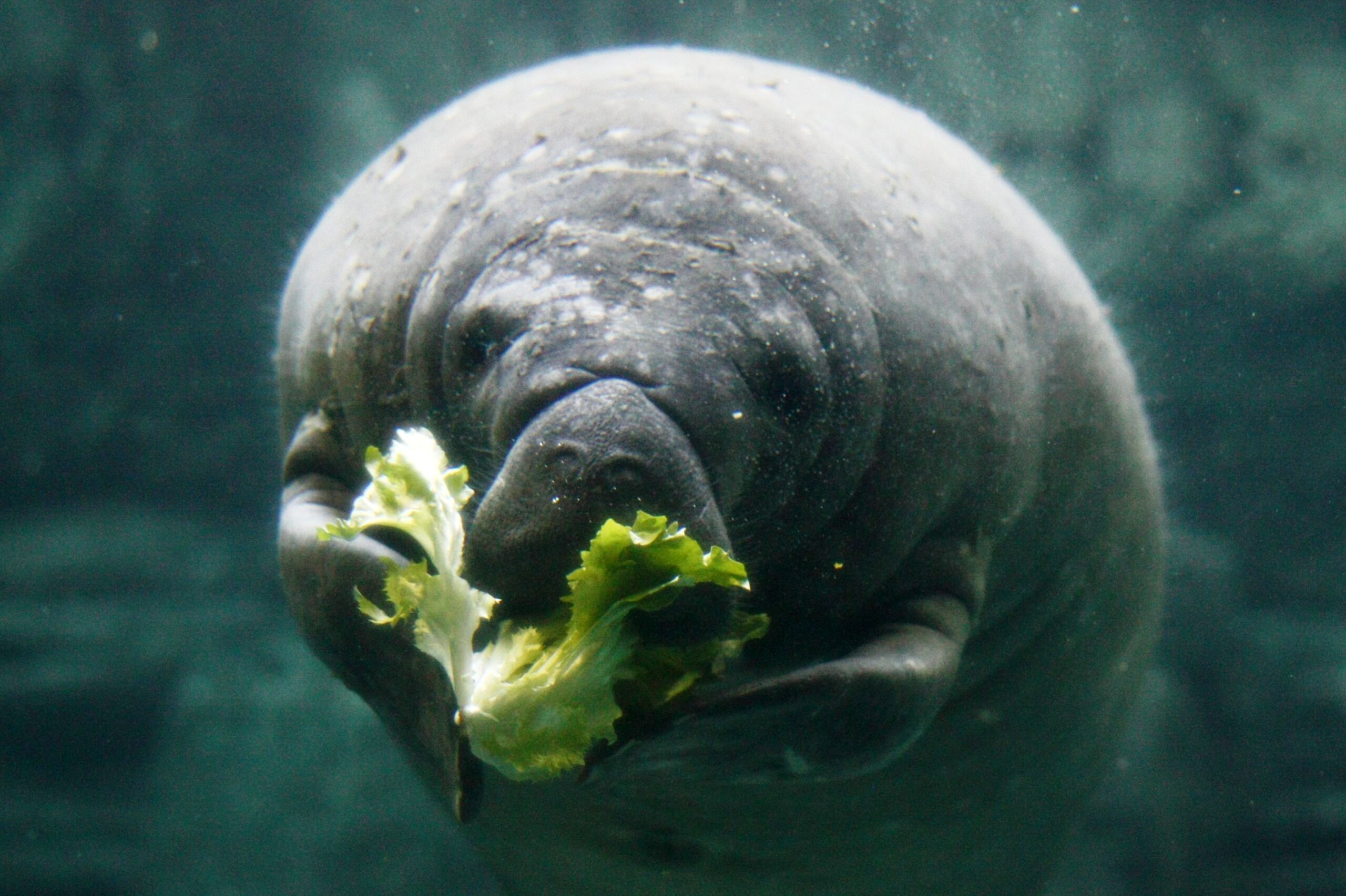Rotund? That's healthy for a manatee. (Photo: Mark Dumont)