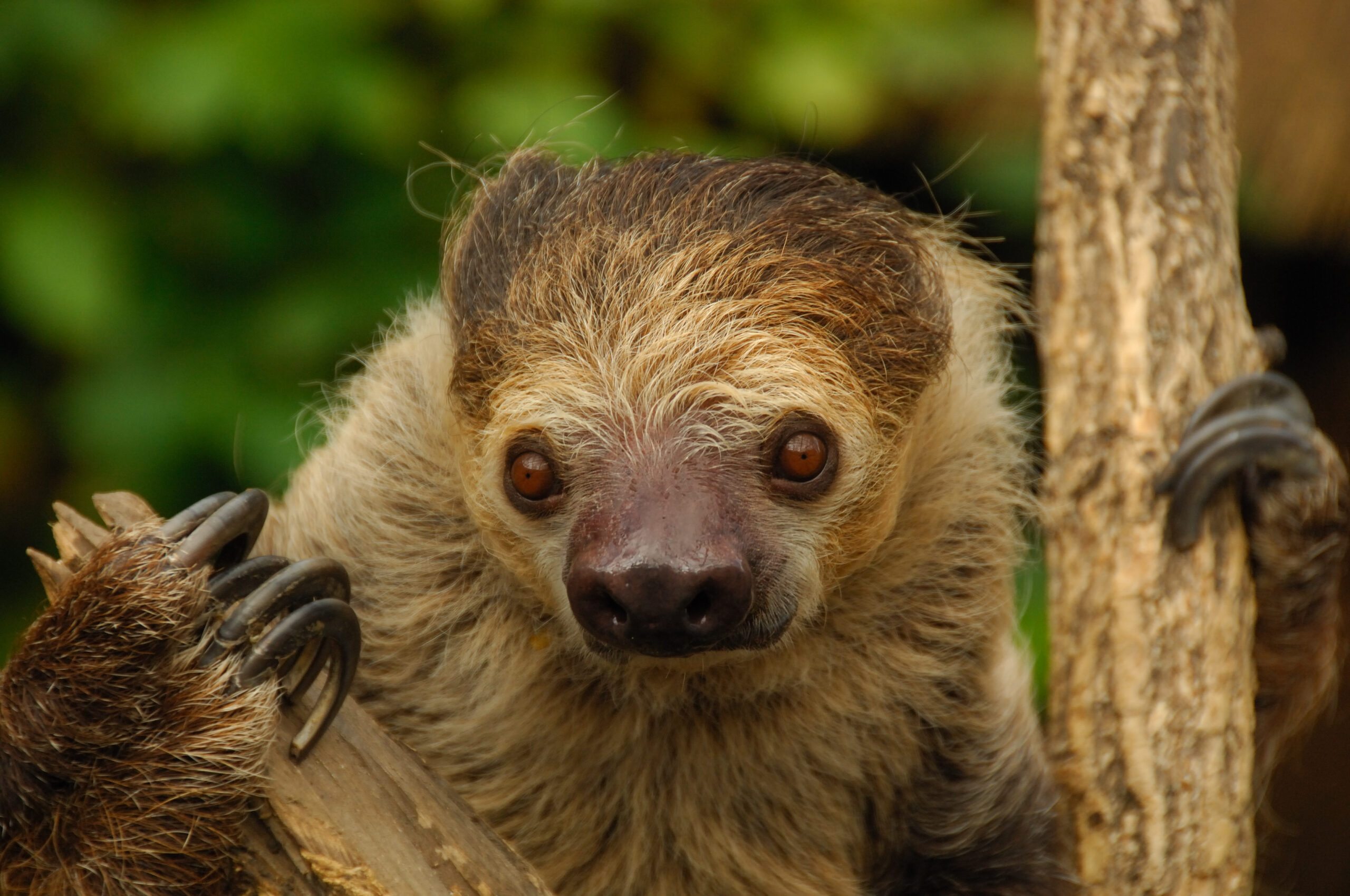 Mo the Sloth holding onto branches