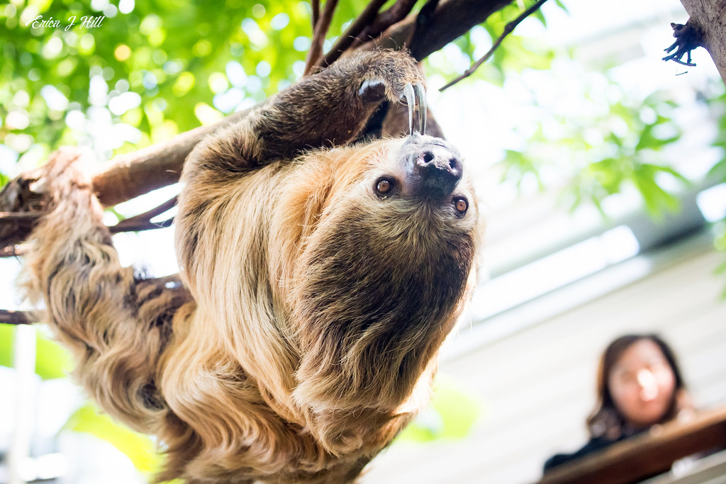 sloth