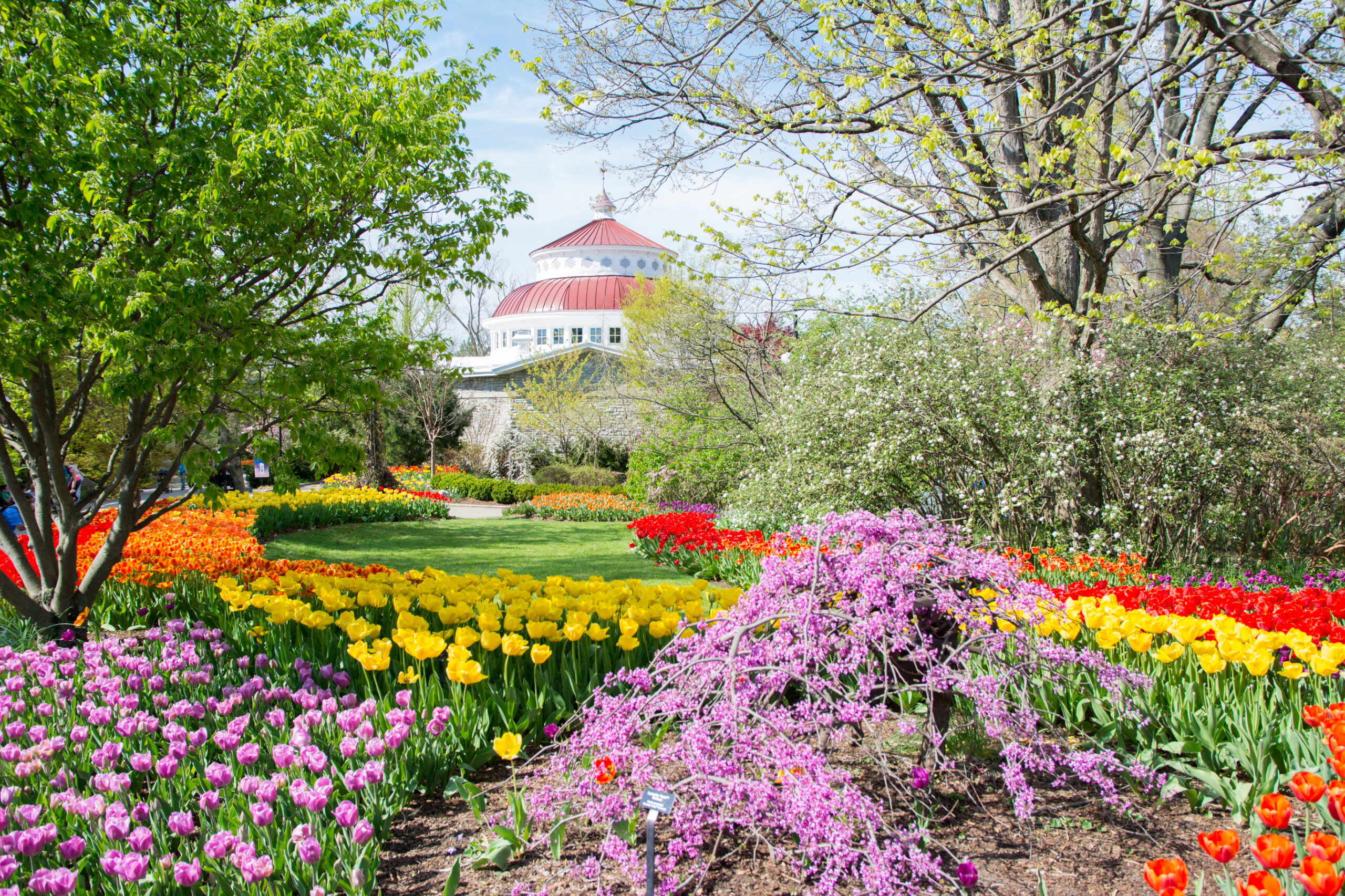 tulips and reptile house