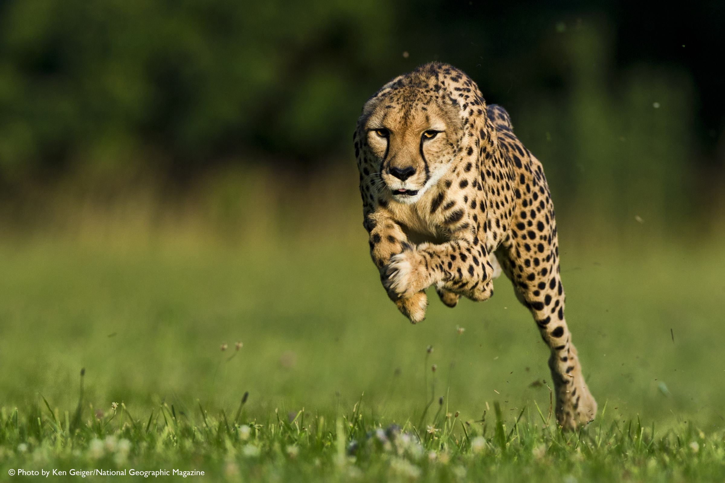 cheetah running