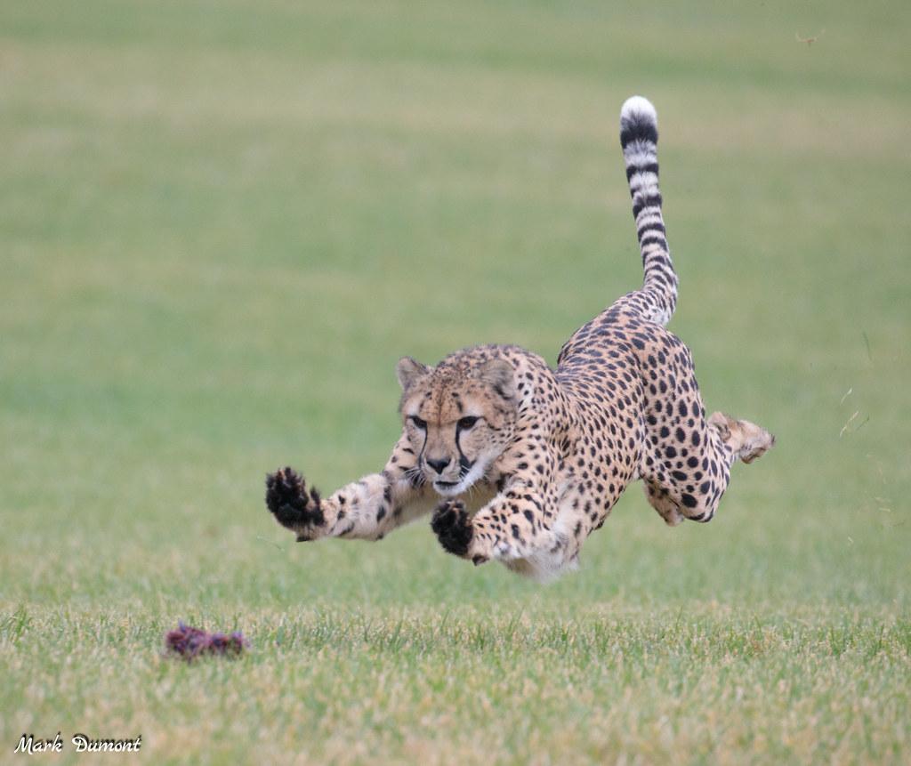 cheetah running