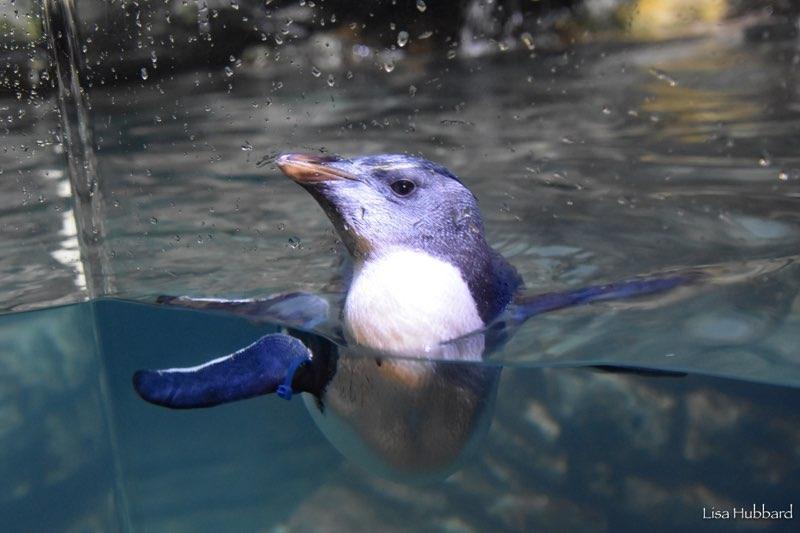 dwayne the rockhopper penguin