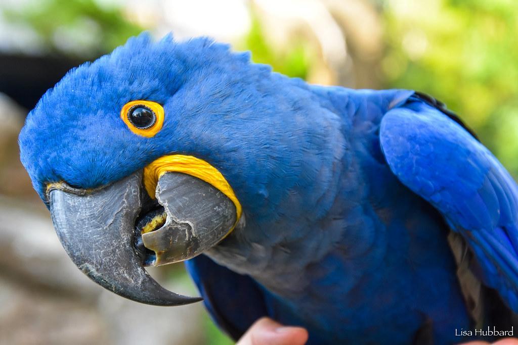 blue parrot