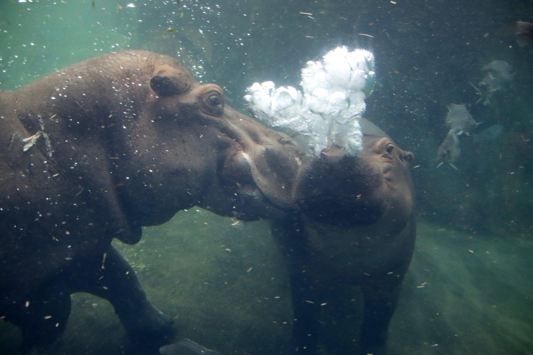 fiona and tucker underwater