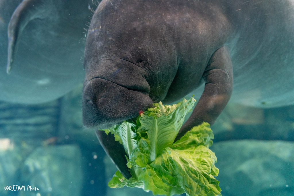 manatee eating lettuce