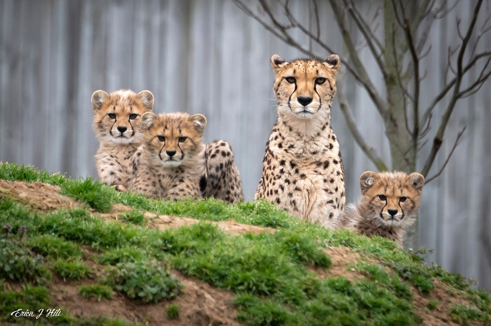 cheetahs looking at the camera