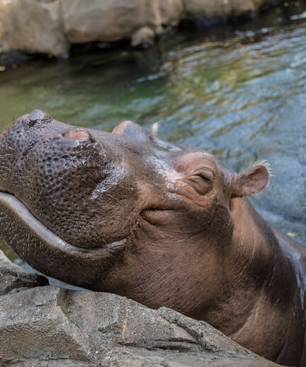 hippopotamus looking happy