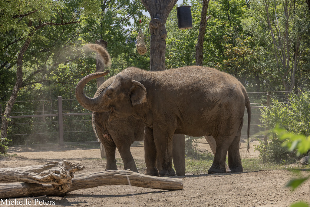 elephant throwing dirt on its back