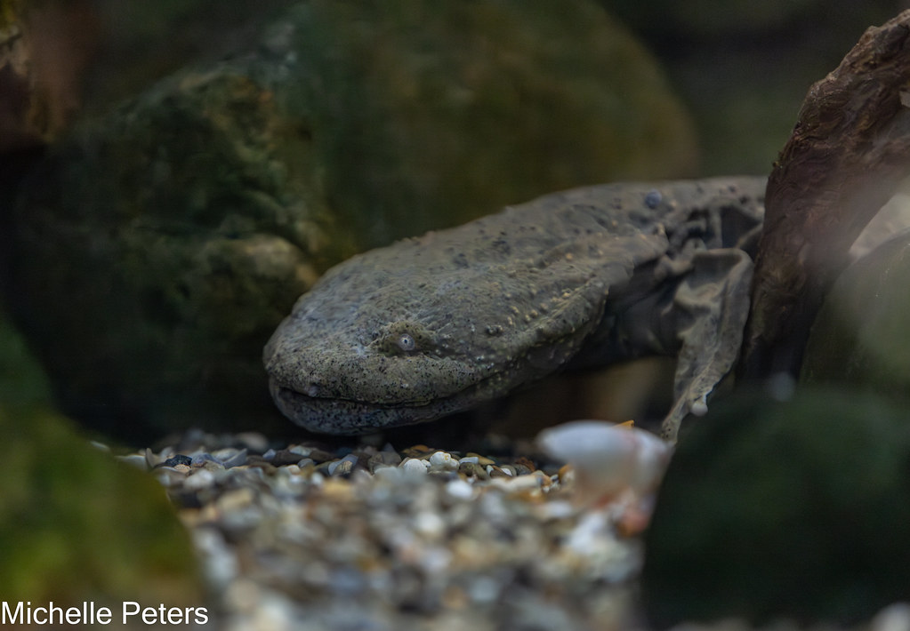 hellbender underwater