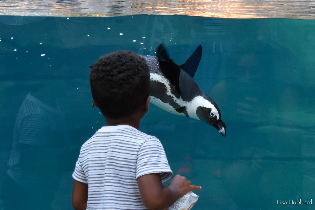 little boy looking at african penguin swimming