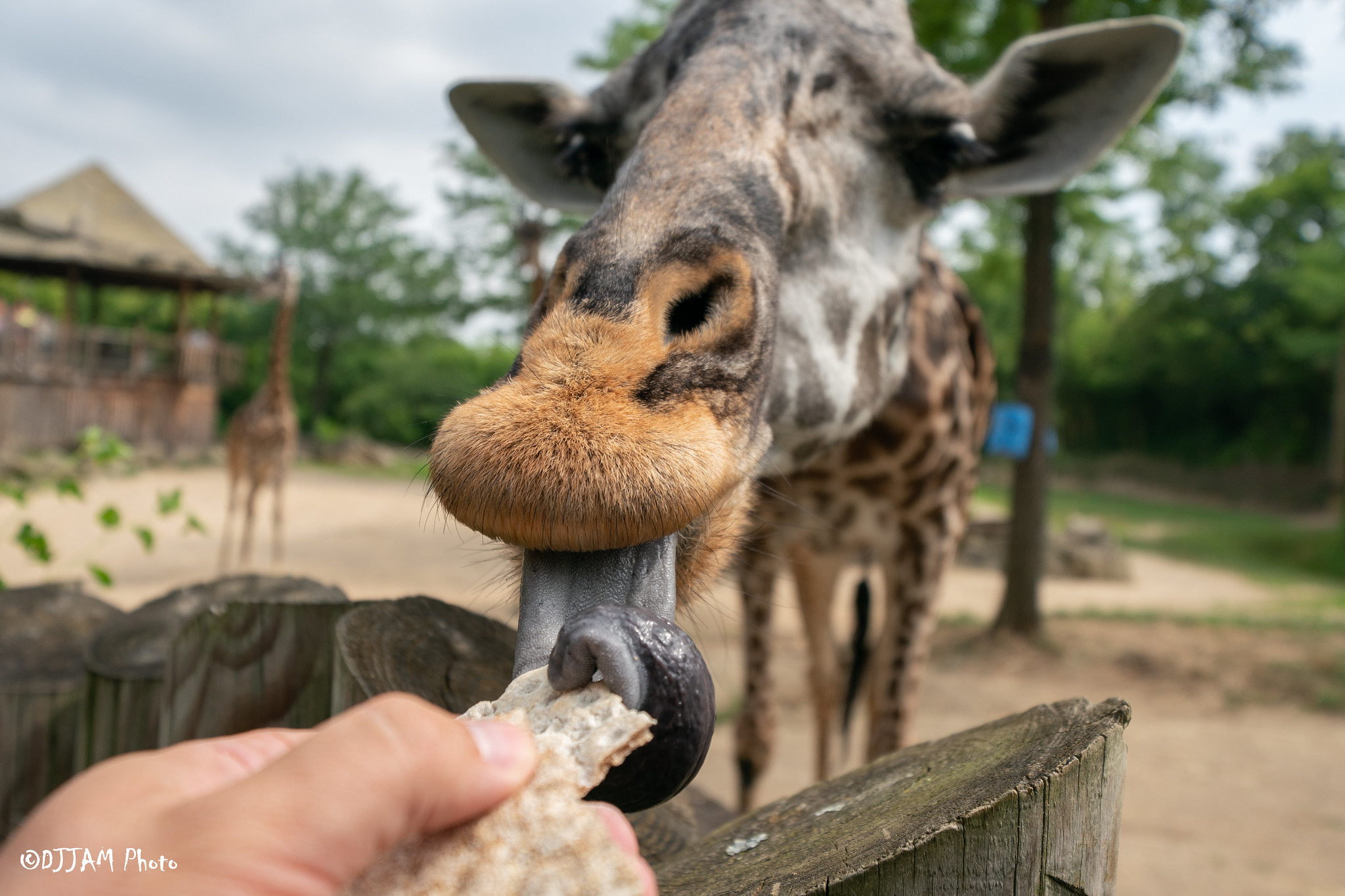 giraffe feeding