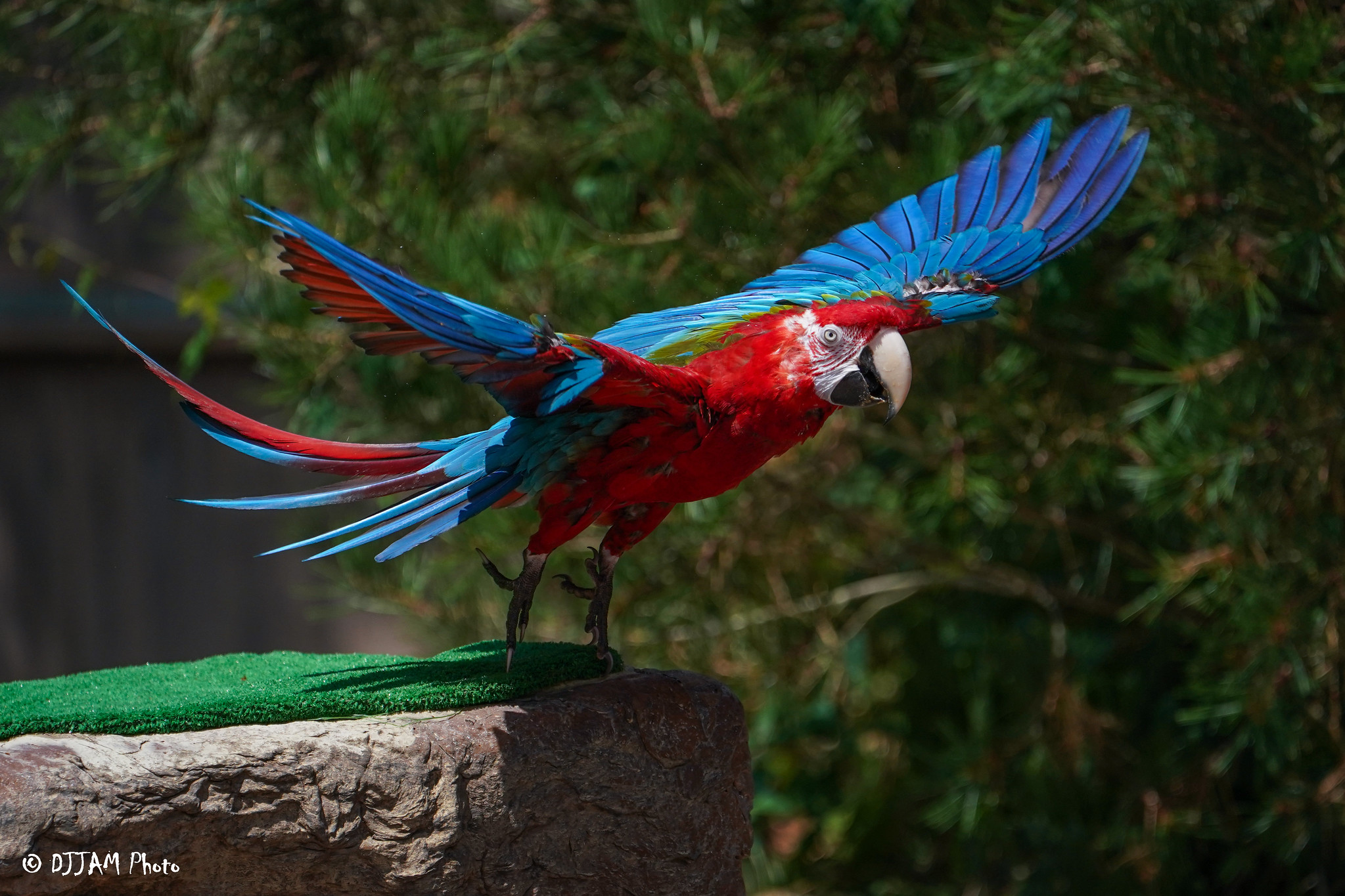blue and red macaw flying off of a giant rock