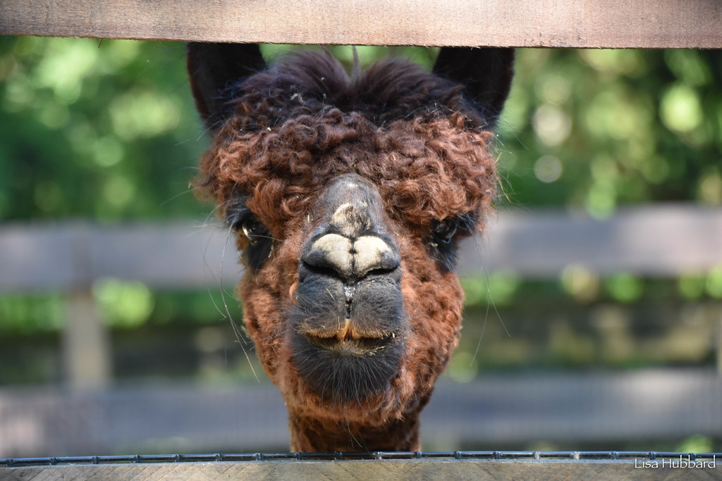 a close up of a camel