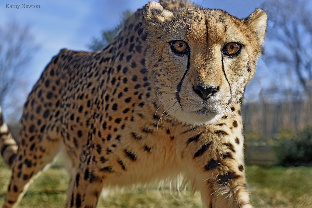 a cheetah in a field