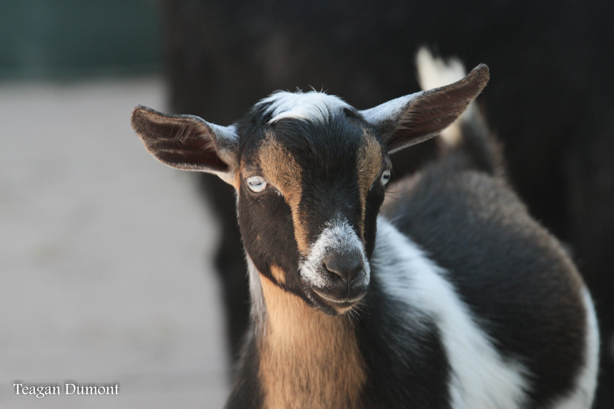 Front view of a goat
