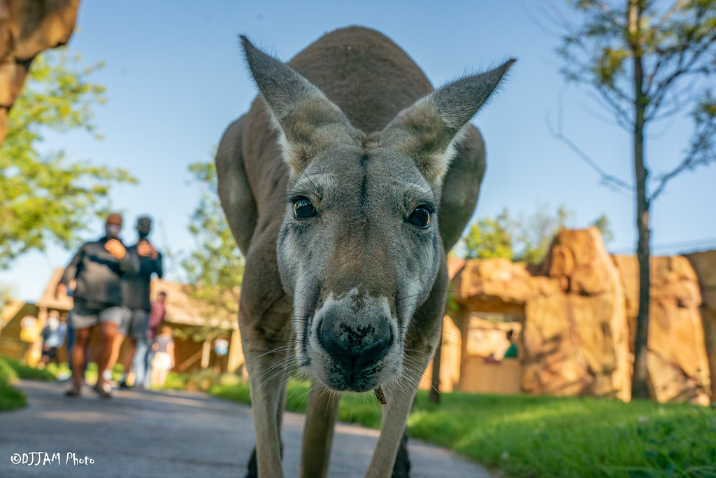 close up of a kangaroo