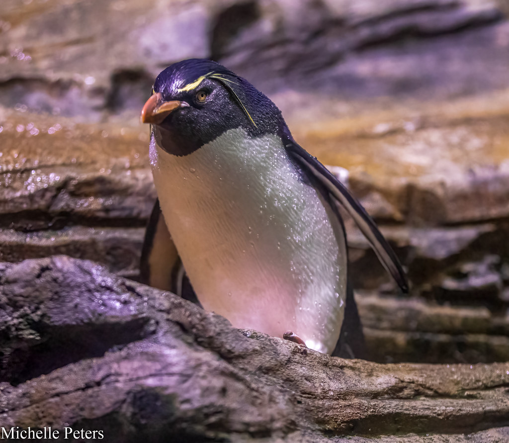 rockhopper penguin