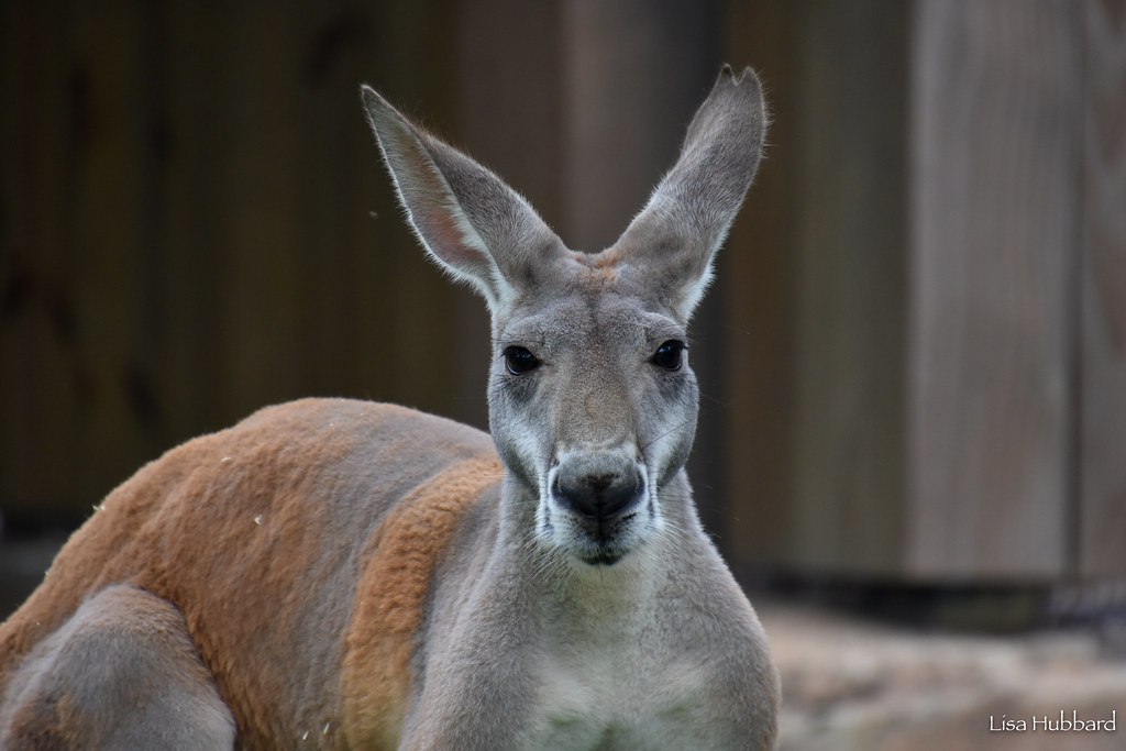 close up of a kangaroo face