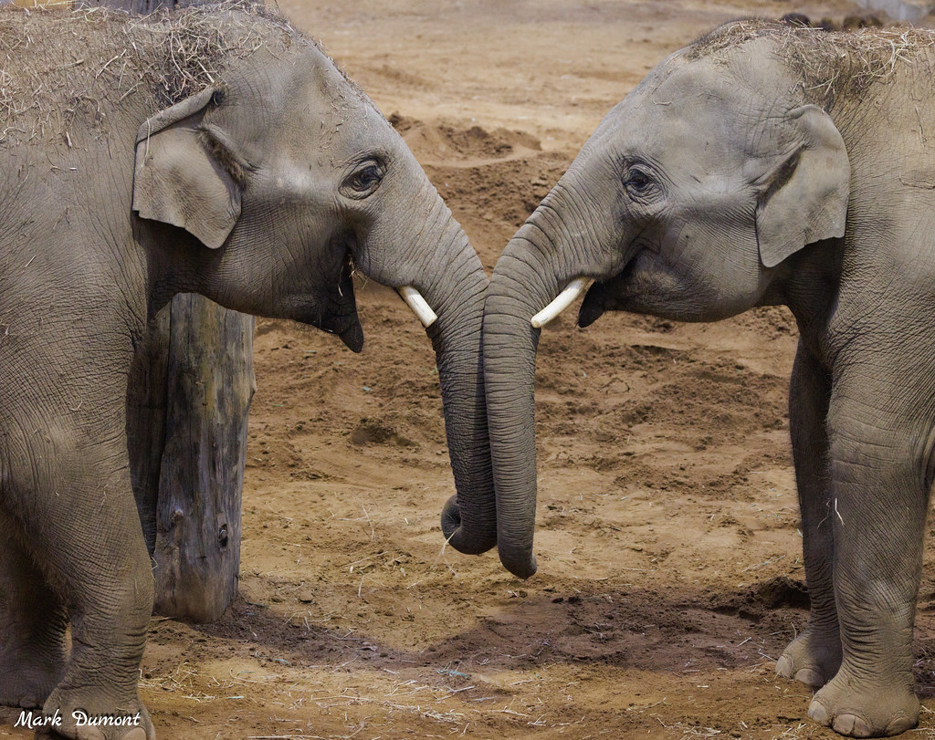 elephants at elephant trek