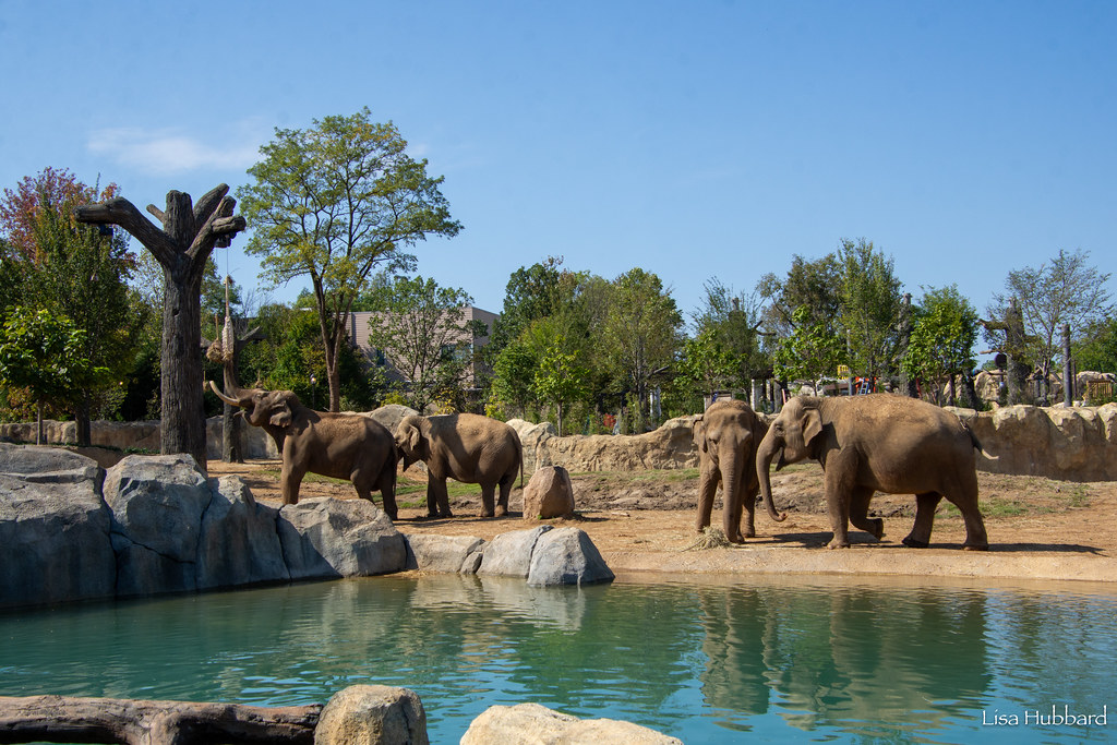 elephants at elephant trek